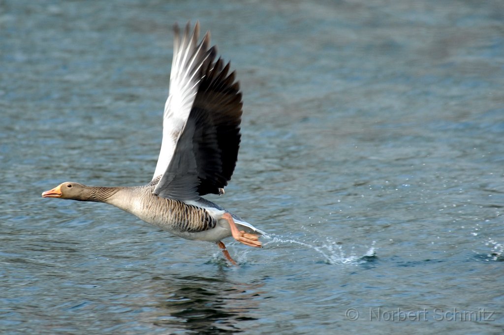 up up away.JPG - ©  Norbert Schmitz